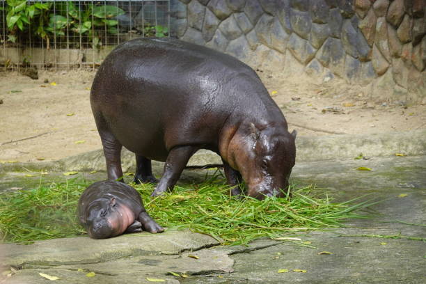 Khao Kheow Open Zoo