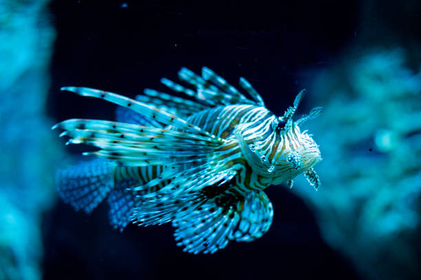 A lionfish on display in the Coral Reef zone