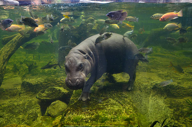 An underwater visitor among the resident fish